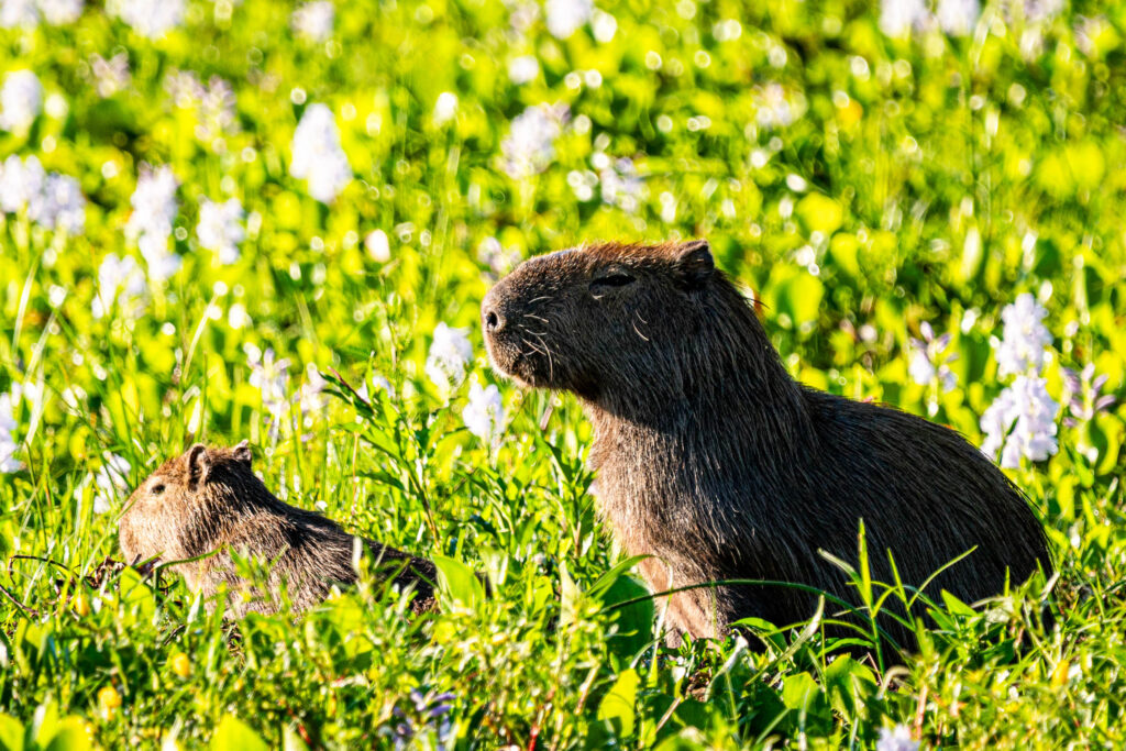 Carpinchos en la Laguna Soto de Saladas Corrientes