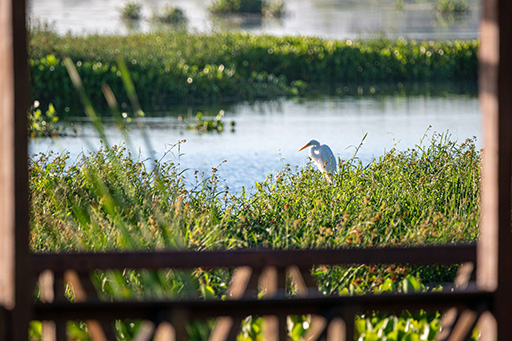Garza blanca en el muelle de la Laguna Soto de Saladas Corrientes